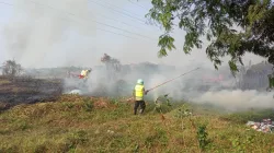 Kebakaran Lahan Tebu di Sragi Pekalongan, Petugas Berjibaku Cegah Api Merembet